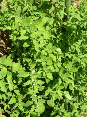 Greek oregano(Origanum onites)