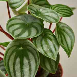 Watermelon peperomia(Peperomia argyreia)