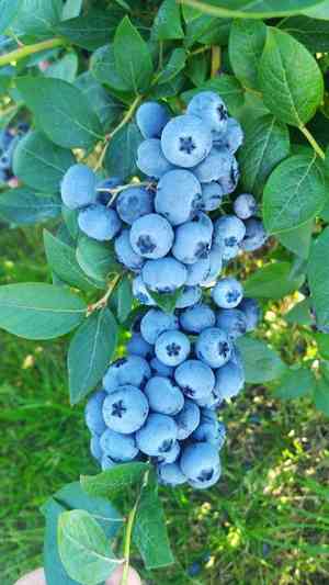 Highbush blueberry(Vaccinium corymbosum)