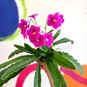 Streptocarpus ionanthus(Streptocarpus ionanthus)