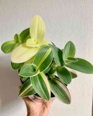 White velvet(Tradescantia sillamontana)