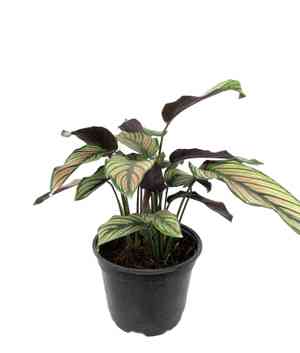Goeppertia majestica(Goeppertia majestica)