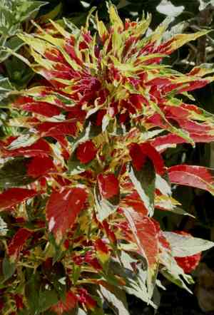Amaranthus tricolor(Amaranthus tricolor)