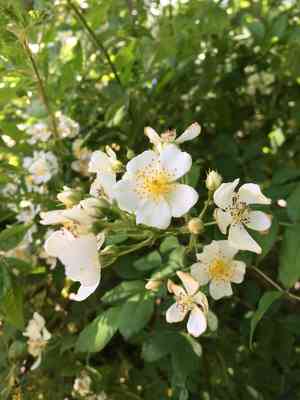Multiflora rose(Rosa multiflora)