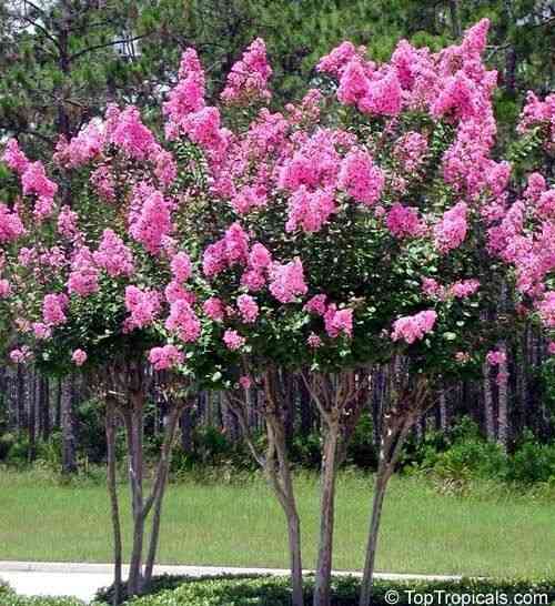 Crepe myrtle(Lagerstroemia indica)