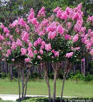 Crepe myrtle(Lagerstroemia indica)