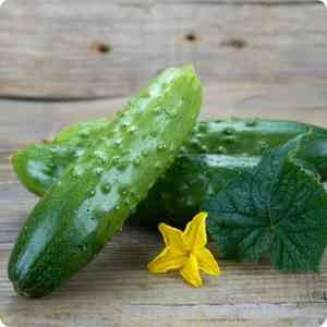 Cucumber(Cucumis sativus)