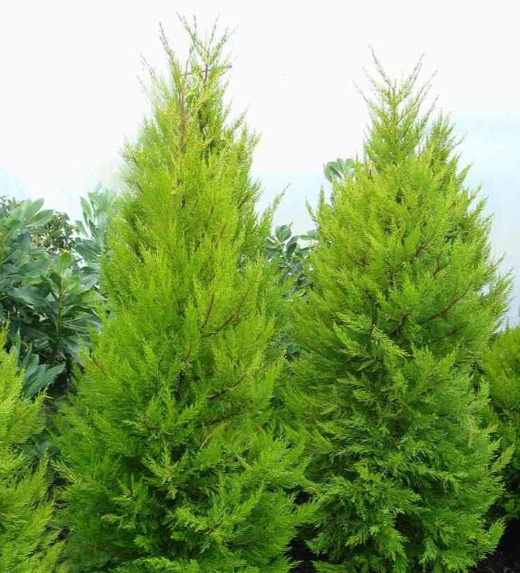 Monterey cypress(Cupressus macrocarpa)