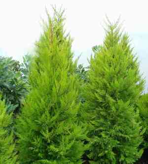 Monterey cypress(Cupressus macrocarpa)
