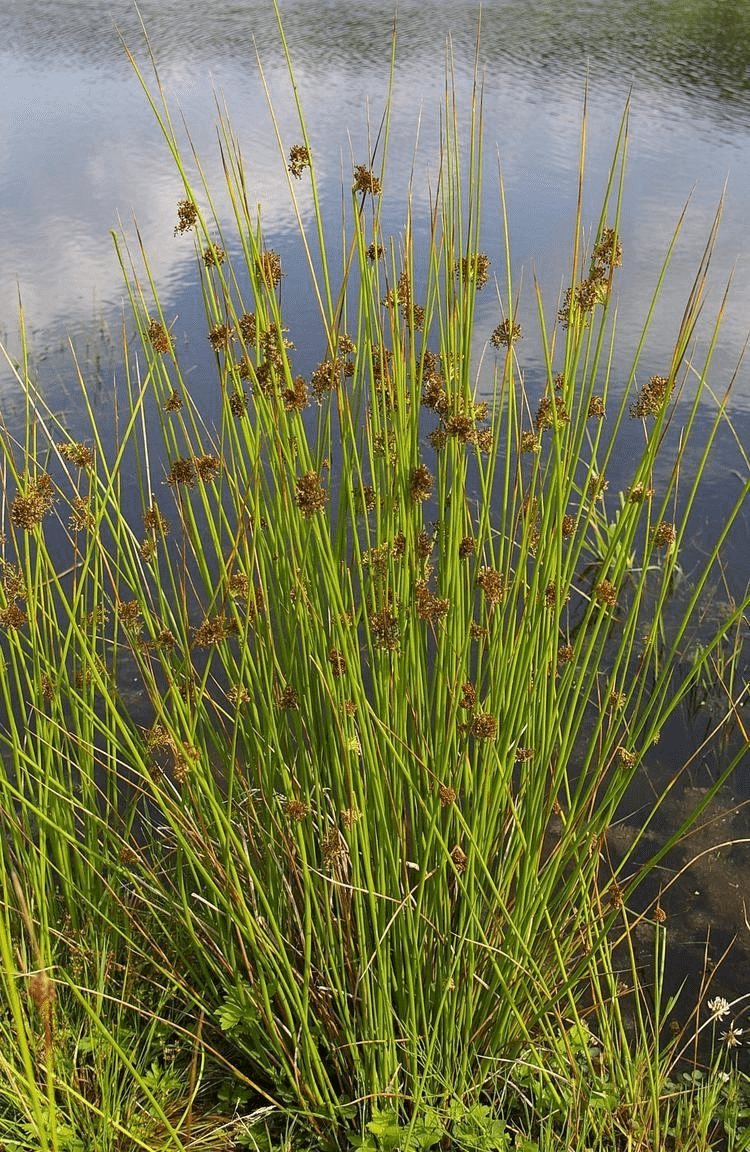 Common rush(Juncus effusus)