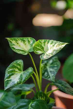 Arrowhead plant(Syngonium podophyllum)
