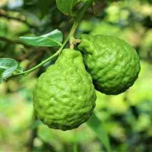 Kaffir lime(Citrus hystrix)