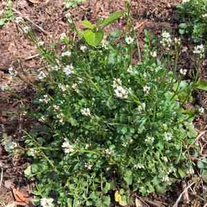 Sand bittercress(Cardamine parviflora)
