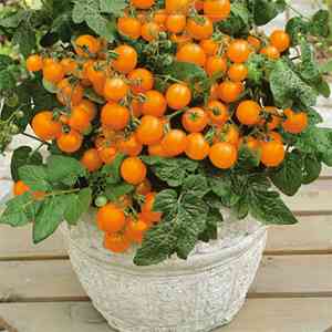 Lycopersicon esculentum(Lycopersicon esculentum)