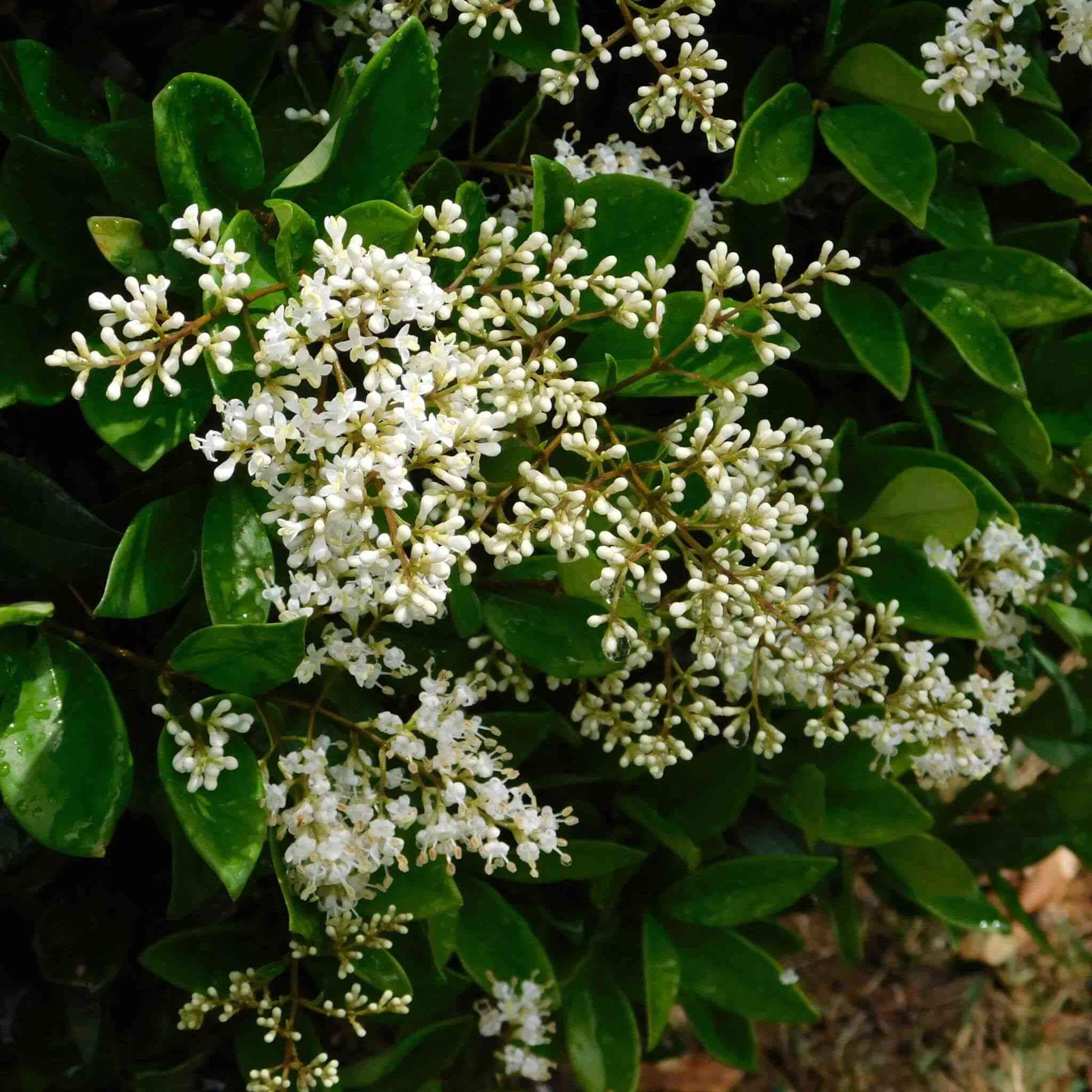 Japanese privet(Ligustrum japonicum)