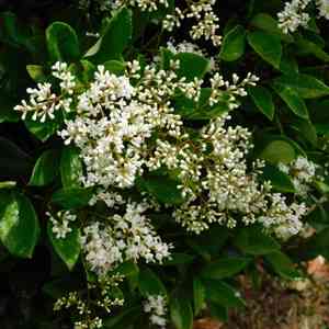 Japanese privet(Ligustrum japonicum)