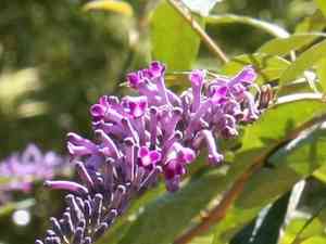 Butterfly Bush(Buddleja japonica)