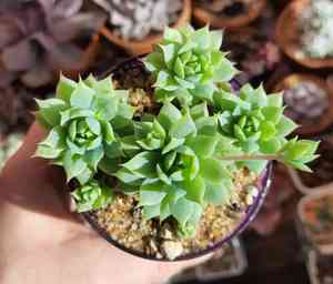 Graptopetalum macdougallii(Graptopetalum macdougallii)
