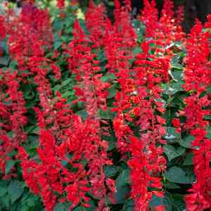 Scarlet sage(Salvia coccinea)