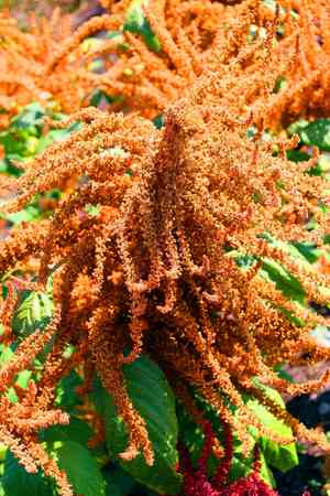 Red amaranth(Amaranthus cruentus)