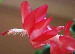 Schlumbergera russelliana(Schlumbergera russelliana)
