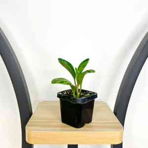 Peperomia magnoliifolia(Peperomia magnoliifolia)