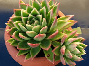 Lipstick echeveria(Echeveria agavoides)