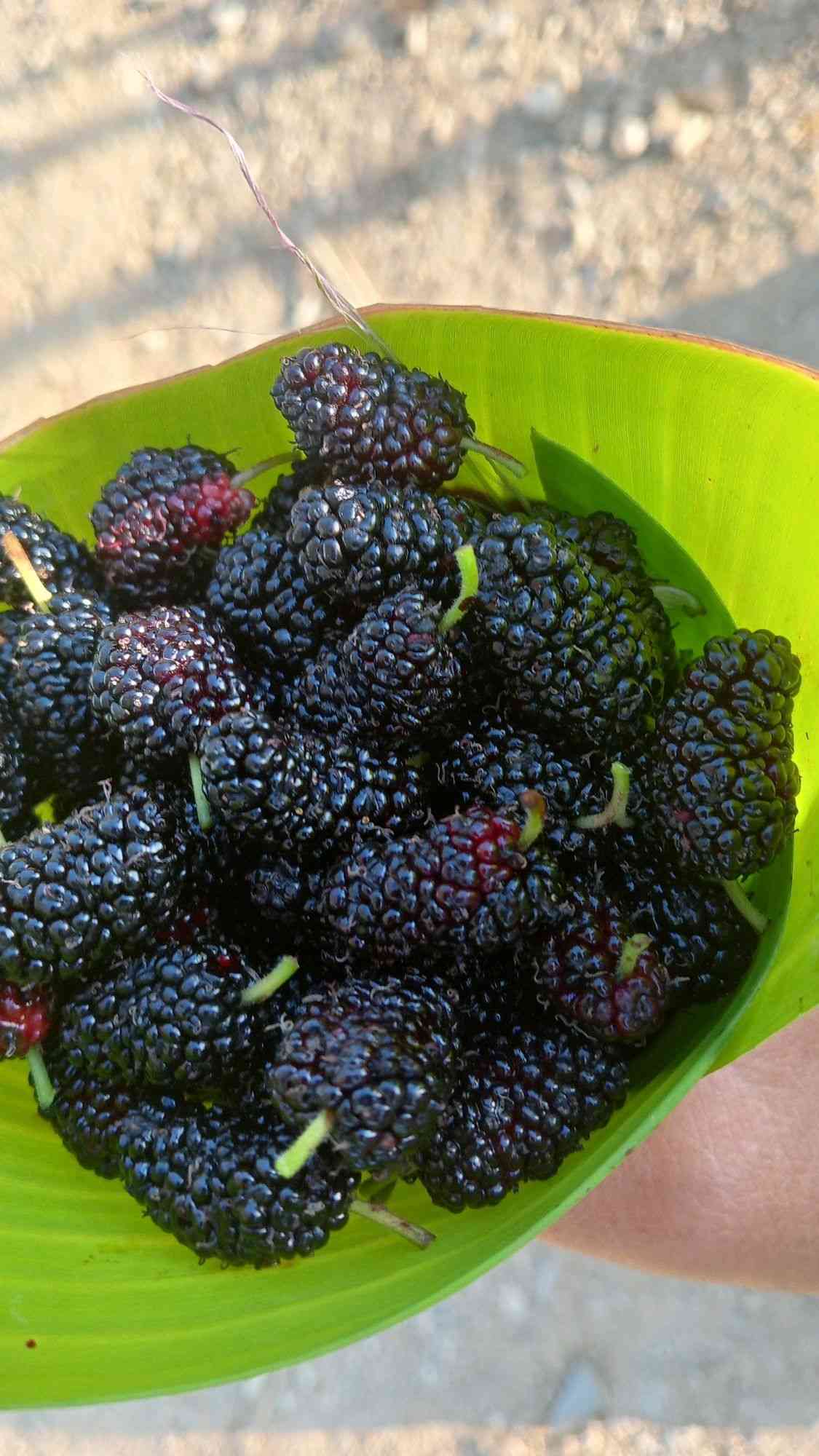 Mulberry(Morus alba)