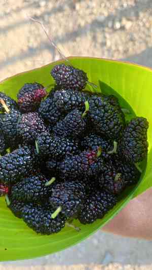 Mulberry(Morus alba)