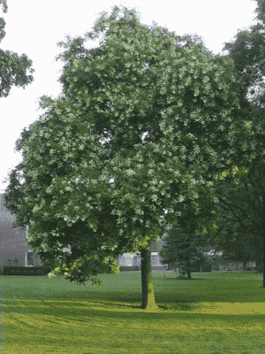 Japanese pagoda tree(Styphnolobium japonicum)