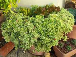 Baby sun rose(Mesembryanthemum cordifolium)