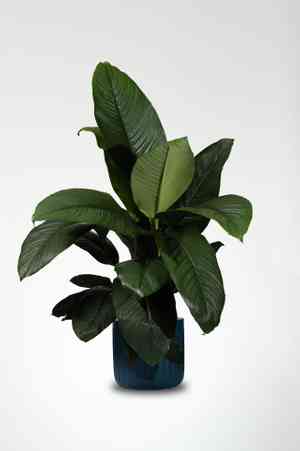 Spathiphyllum wendlandii(Spathiphyllum wendlandii)