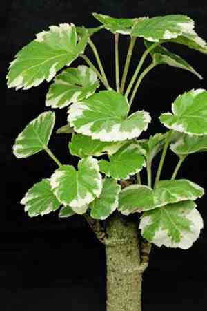 Shield aralia(Polyscias scutellaria)