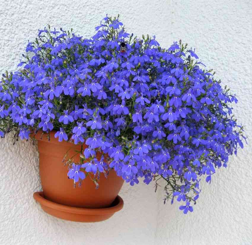 Edging lobelia(Lobelia erinus)