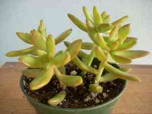 Sedum adolphi(Sedum adolphi)
