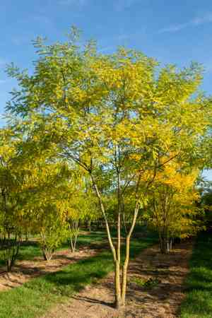 Japanese pagoda tree(Styphnolobium japonicum)