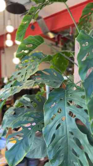 Monstera dubia(Monstera dubia)