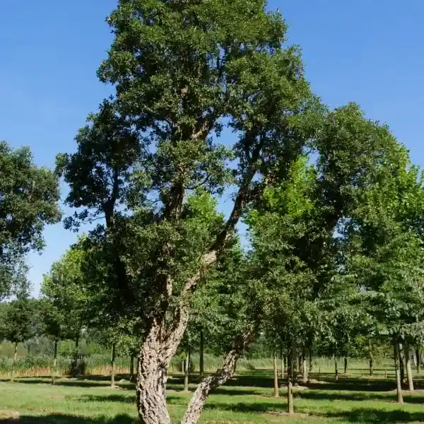Cork oak(Quercus suber)