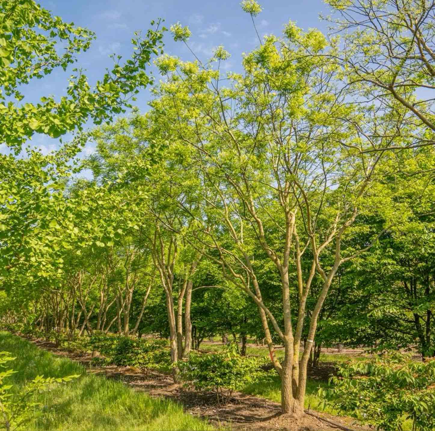 Japanese pagoda tree(Styphnolobium japonicum)