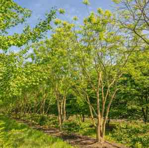 Japanese pagoda tree(Styphnolobium japonicum)
