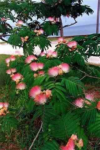 Persian silk tree(Albizia julibrissin)