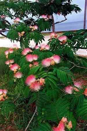 Persian silk tree(Albizia julibrissin)