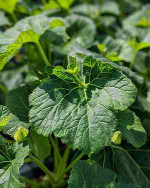 Field pumpkin(Cucurbita pepo)