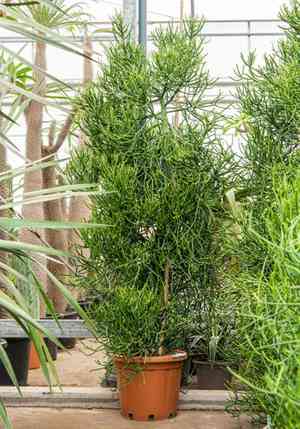 Pencil cactus(Euphorbia tirucalli)