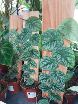 Monstera dubia(Monstera dubia)