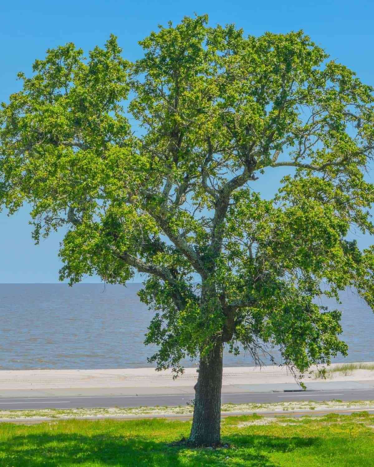 American elm(Ulmus americana)