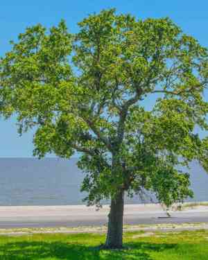 American elm(Ulmus americana)