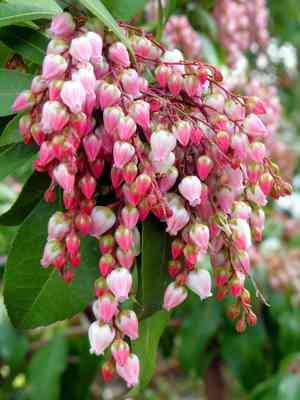 Japanese pieris(Pieris japonica)