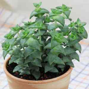String of buttons(Crassula perforata)