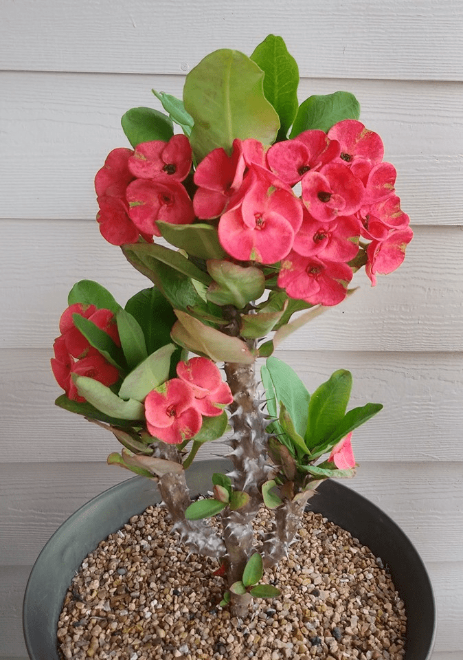Crown of thorns